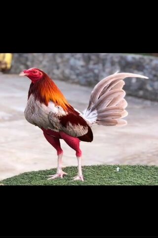Majestic Rooster Strutting Its Stuff 🐓✨