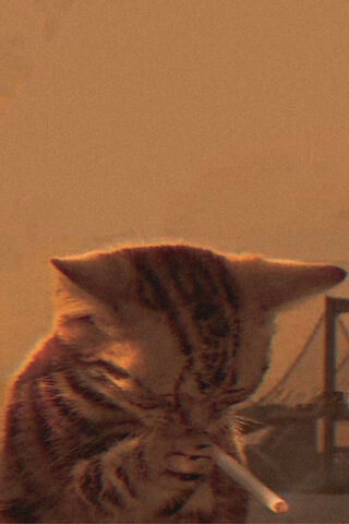 Chill Vibes: The Pensive Kitty 😺💨