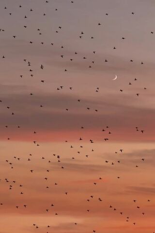Dancing in the Twilight 🌅🕊️