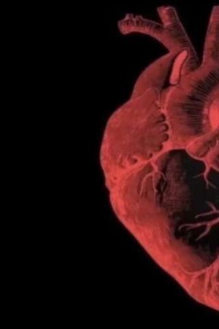 The Heart of Life ❤️