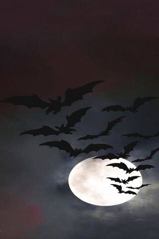 Spooky Night Flight 🌕🦇