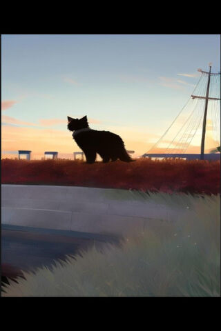 Sunset Serenity: A Feline's View 🌅🐾