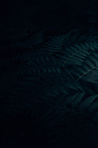 Enchanted Ferns 🌿✨