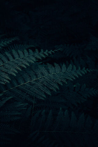 Enchanted Ferns 🌿✨