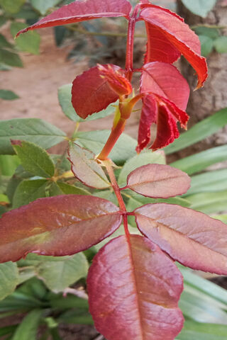 Autumn's Embrace: The B..