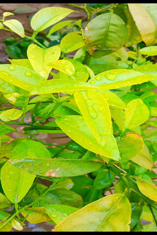 Fresh Green Leaves Afte..