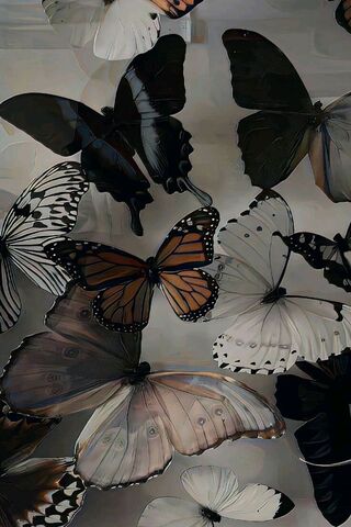 Enchanted Butterfly Collection 🦋✨