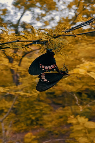 Nature's Dance: Butterfly Embrace 🦋✨