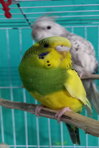 Colorful Budgies in Their Cozy Home 🐦💚💛