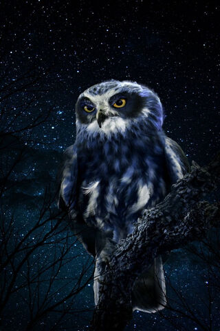 Majestic Night Owl 🌌🦉