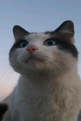 Majestic Feline Gaze 🐾✨