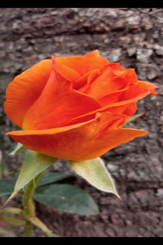 Radiant Orange Rose 🌹✨
