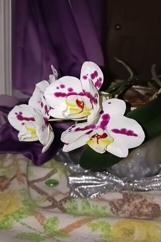 Elegant Orchid Blooms 🌸✨