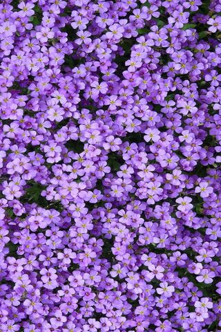 A Sea of Purple Blooms ..