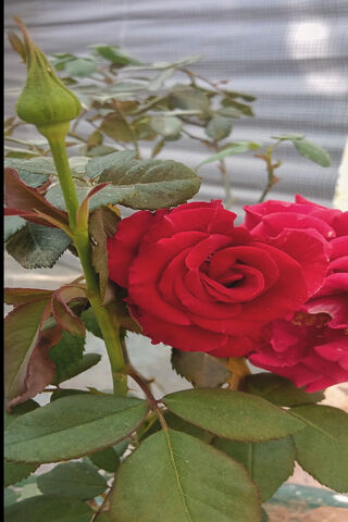 Radiant Rose: A Bloomin..