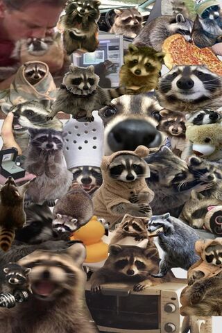 Raccoon Ruckus: A Whimsical Gathering! 🦝🎉