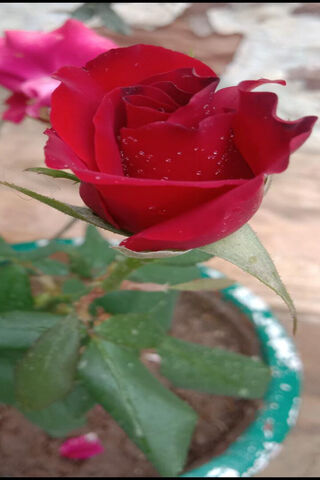 Beautiful Red Rose 🌹