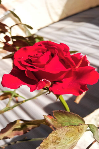 Radiant Red Rose 🌹✨