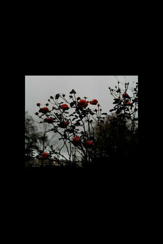 Whispers of Autumn Rose..