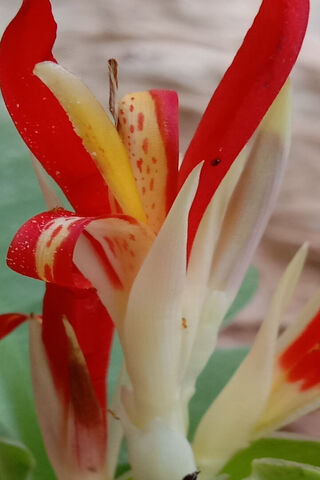 Vibrant Tropical Blosso..