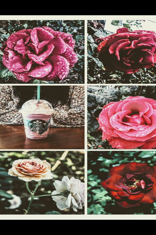 Roses