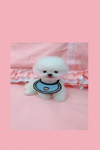 Rosa the Adorable Bicho..