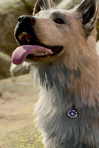 Happy Pup with a Sparkling Collar! 🐶✨
