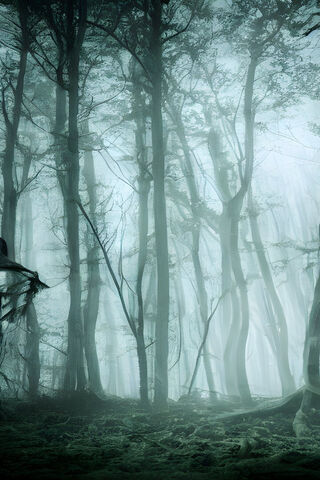 Enchanted Misty Forest ..
