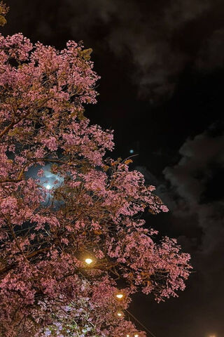 Moonlit Blossoms 🌸🌙
