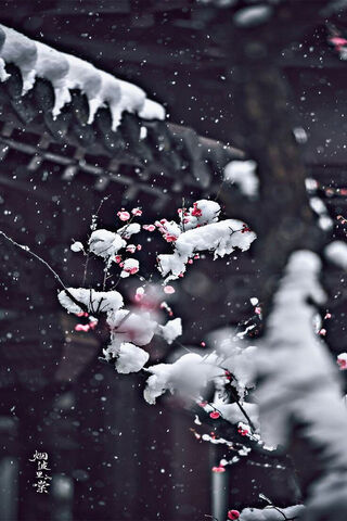 Sakura in Winter's Embr..