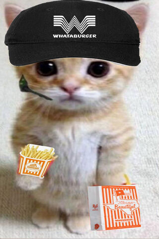 Cute Cat in a Whataburger Getup! 🍔🐱