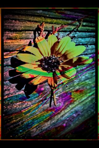 Wildflower