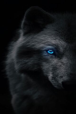 Mysterious Arctic Wolf ..