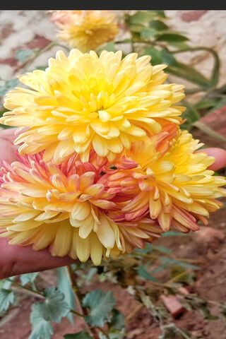 Vibrant Chrysanthemums ..