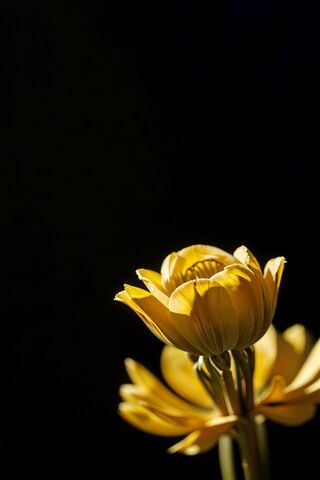 Golden Bloom in the Cosmic Void 🌌🌼
