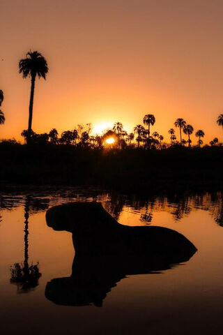 Capibara
