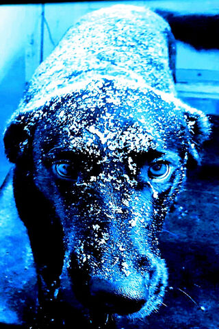 Labrador's Winter Adven..