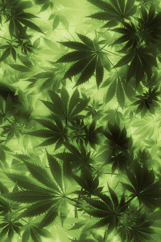 Lush Greenery 🌿✨