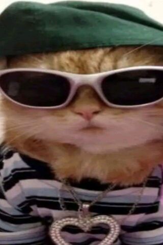 Cool Cat Vibes 😎🐱