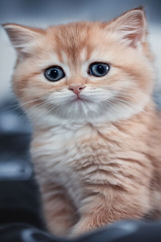 Adorable Golden Kitten ..