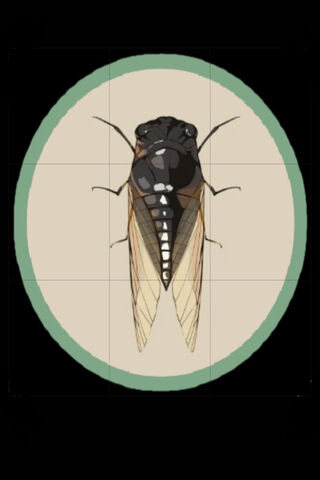 The Majestic Cicada 🦗