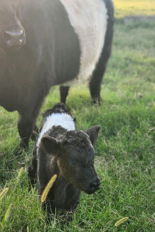 Adorable Calf in the Me..