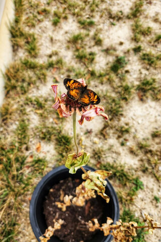 Nature's Delicate Dancer