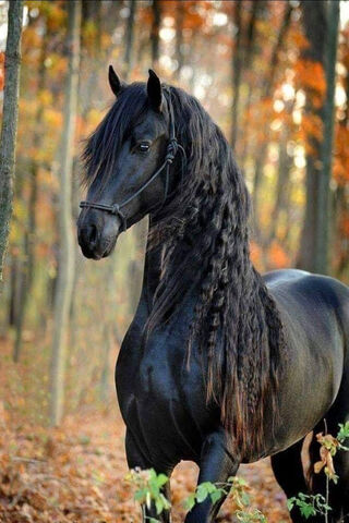 Majestic Black Stallion..