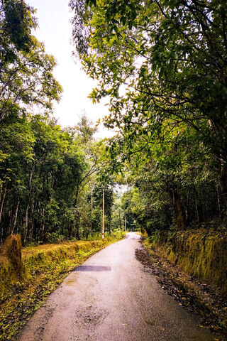 Serene Forest Path 🌳🚶..