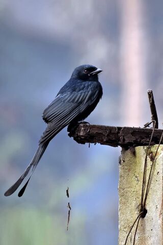 Black Drongo