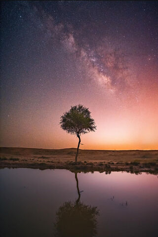 Beautiful Tree