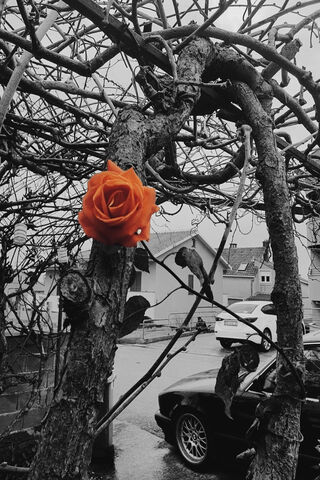 A Touch of Orange 🌹✨
