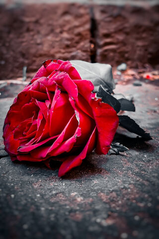 A Fallen Beauty 🌹