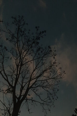 Silhouette of Serenity 🌳🌌